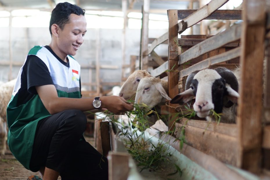 Catat! Harga Terkini Hewan Qurban Jelang Idul Adha 2023