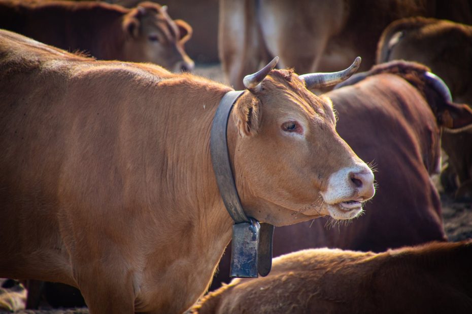 Bagaimana hukum menjual kulit hewan qurban