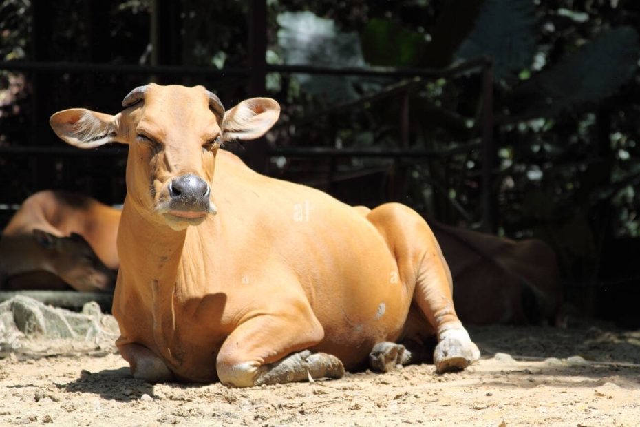 Qurban Sebagai Saksi Amal Dihadapan Allah