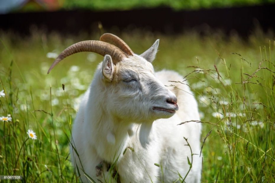 Ilustrasi Kambing Qurban