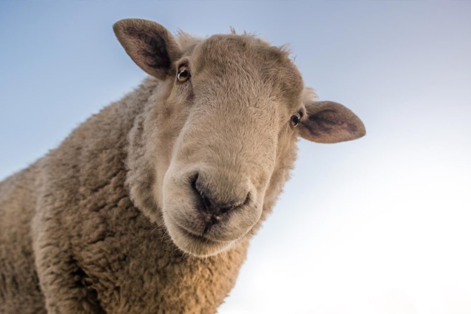 Qurban Itu Setiap Tahun atau Sekali Seumur Hidup?