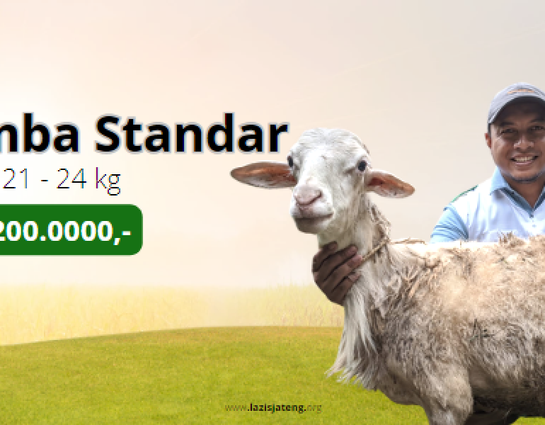 domba standar
